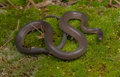 Panzhihua Odd-Scaled Snake photo 1