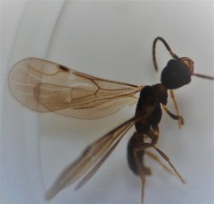 Pseudisobrachium beggsae