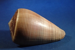 Conus figulinus