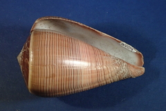 Conus figulinus