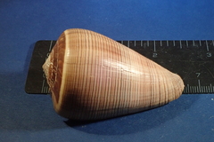 Conus figulinus