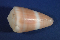Conus flavidus