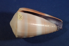 Conus flavidus