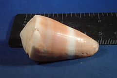 Conus flavidus