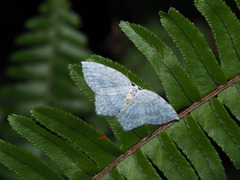 Leucodrepana serratilinea