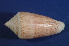 Conus furvus image