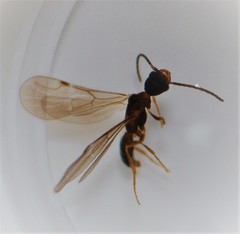 Pseudisobrachium beggsae