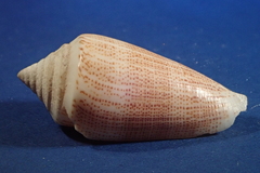 Conus furvus