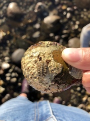 Acanthochitona avicula