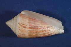 Conus furvus
