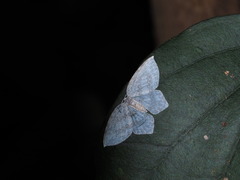 Leucodrepana serratilinea