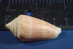 Conus furvus