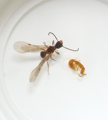 Pseudisobrachium beggsae