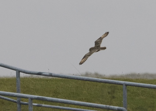 View observation of {o.common_name} on iNaturalist