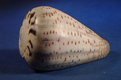 Conus glaucus