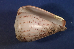 Conus glaucus