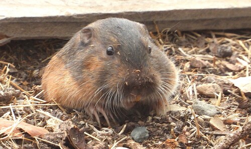 iNaturalist observation photo of Botta's Pocket Gopher