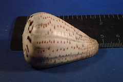 Conus glaucus