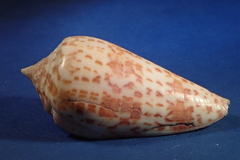 Conus lynceus
