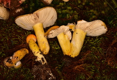 Russula flavida