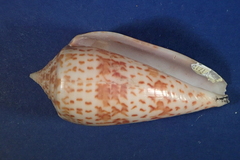 Conus lynceus