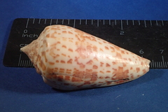 Conus lynceus