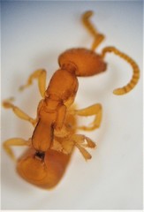 Pseudisobrachium beggsae