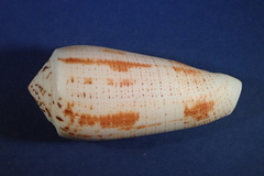 Conus magus