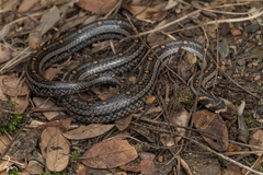 Lacroix Kukri Snake photo 3