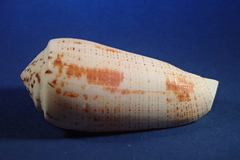 Conus magus