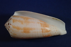Conus magus