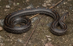 Lacroix Kukri Snake photo 5