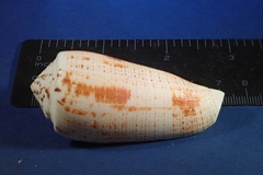 Conus magus