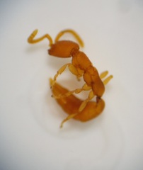 Pseudisobrachium beggsae