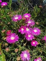 Lampranthus coccineus