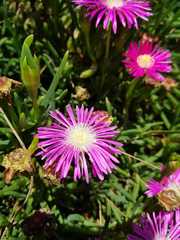 Lampranthus coccineus