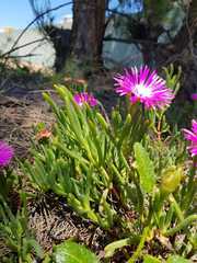 Lampranthus coccineus
