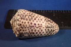 Conus pulicarius