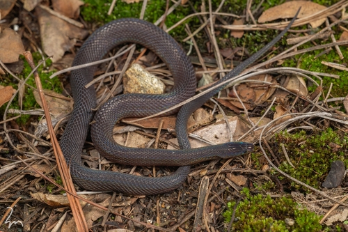 Photo of a Panzhihua Odd-scaled Snake (Achalinus panzhihuaensis)