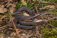 Panzhihua Odd-Scaled Snake photo 2