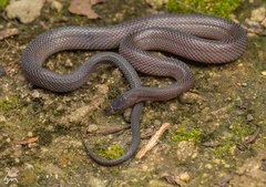 Panzhihua Odd-Scaled Snake photo 4