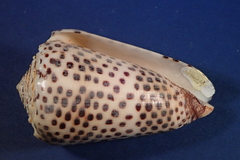 Conus pulicarius