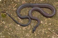 Panzhihua Odd-Scaled Snake photo 3