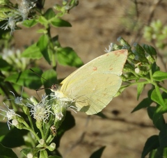 Aphrissa statira statira