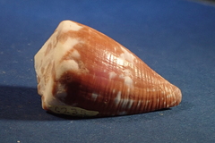 Conus rattus