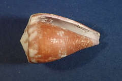 Conus rattus