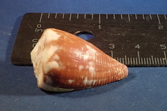 Conus rattus