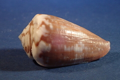 Conus rattus