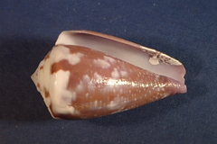 Conus rattus