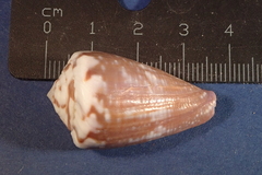 Conus rattus